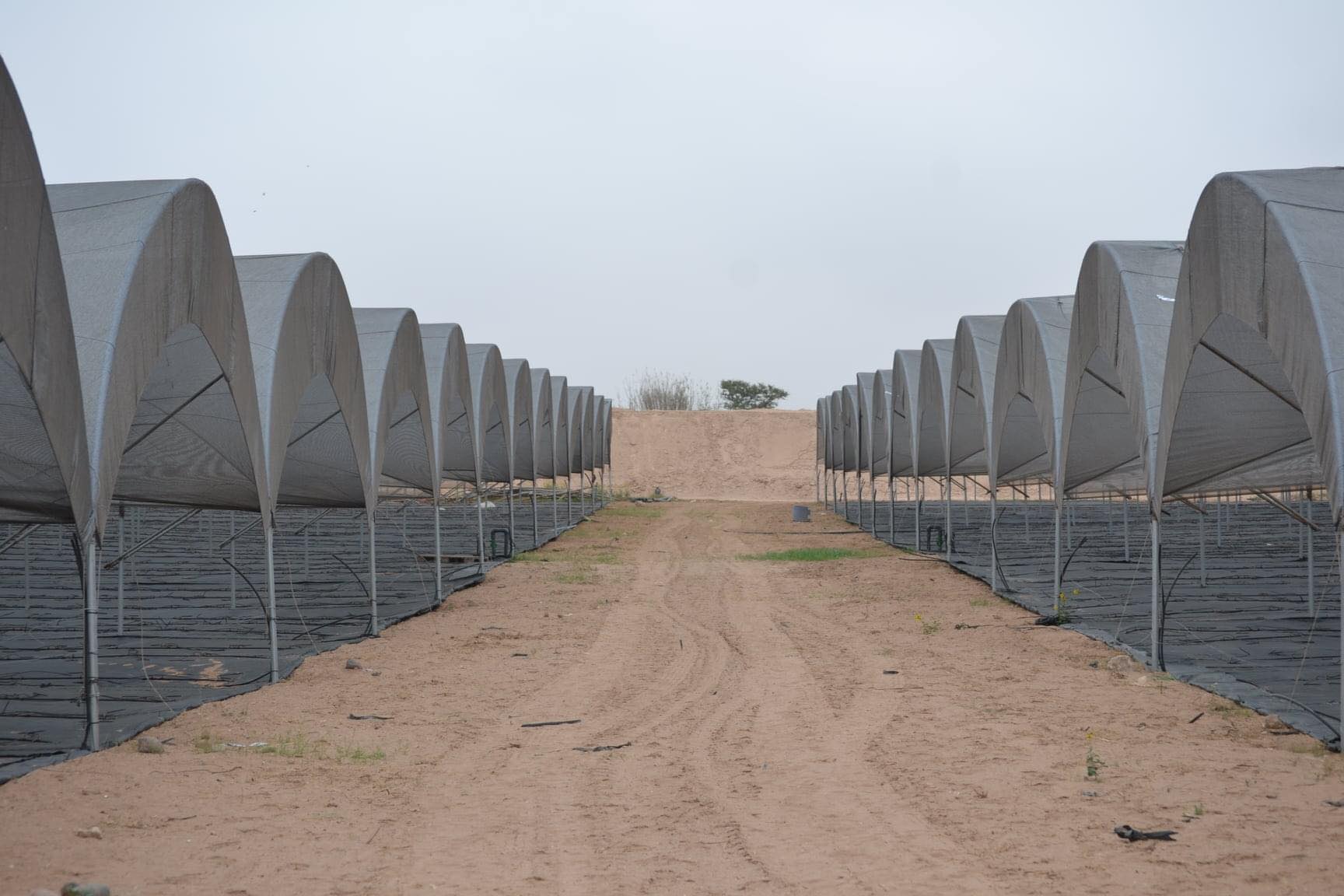 Serre tunnel à Berkane, Maroc | Elman Ajdir