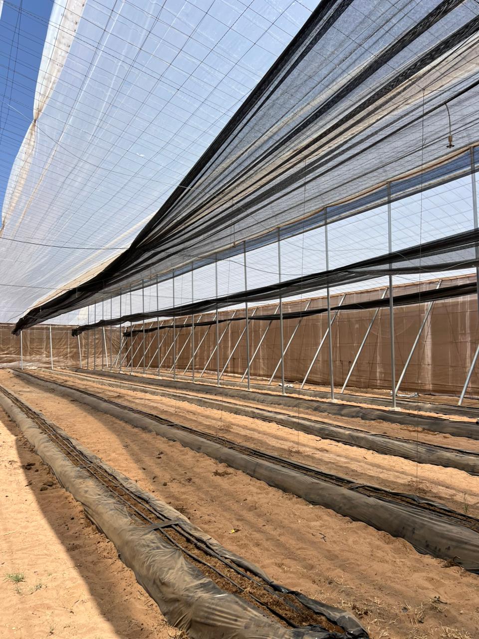 Canarian greenhouse in Larache, Morocco | El Man Ajdir