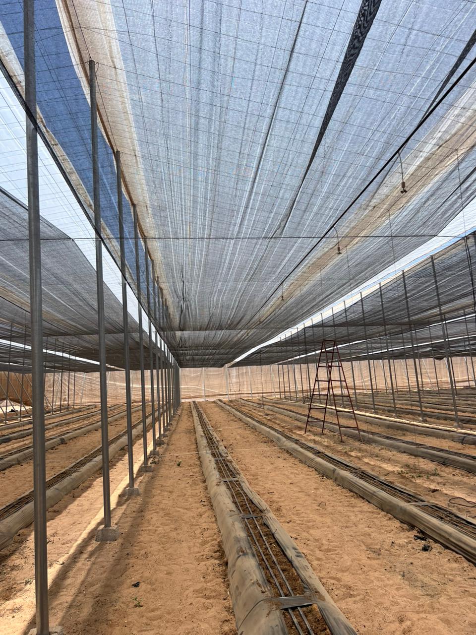 Canarian greenhouse in Saïdia, Oriental region, Morocco | El Man Ajdir