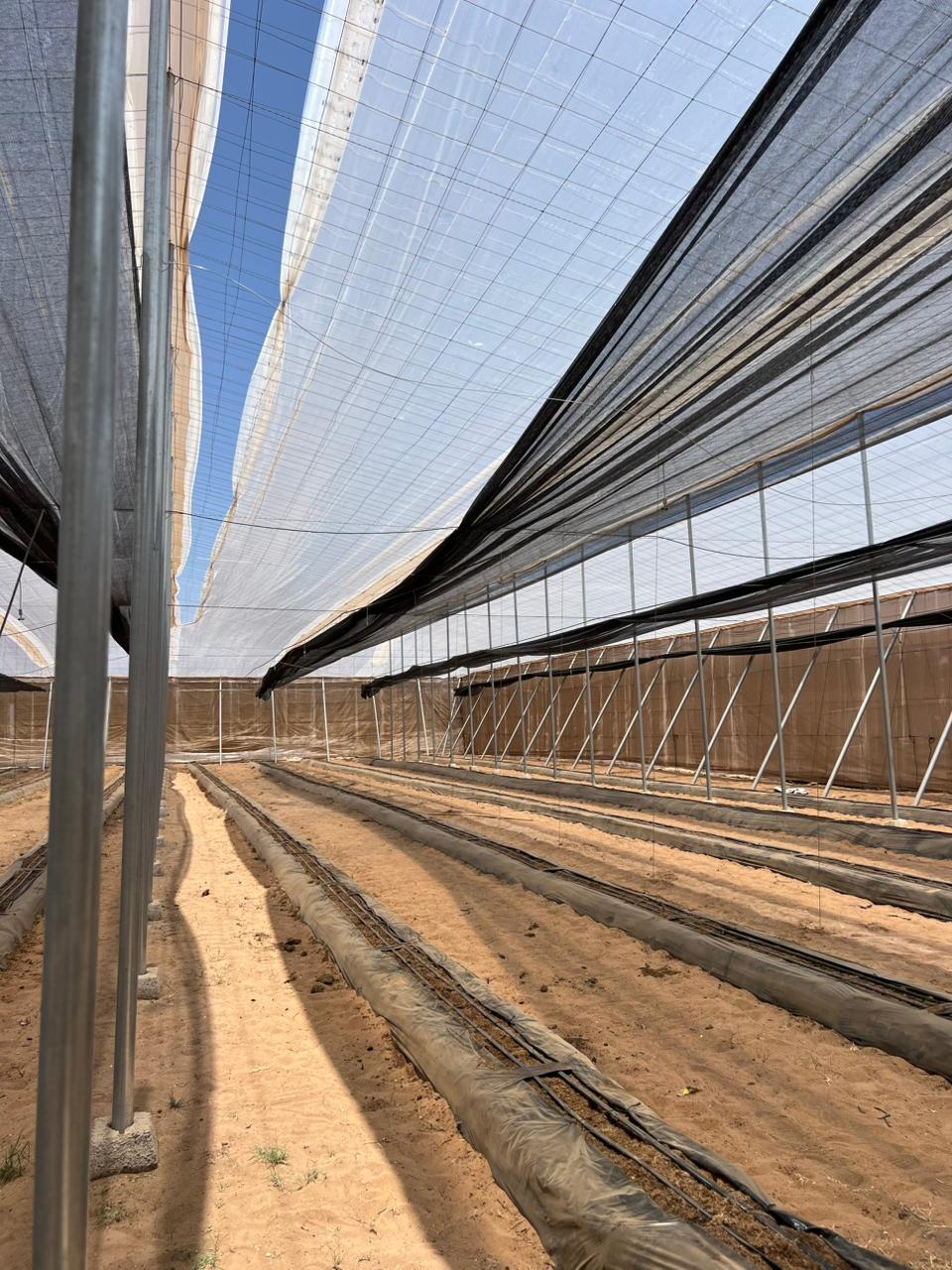 Multi-span greenhouse installed in Taroudant, Souss-Massa, by El Man Ajdir