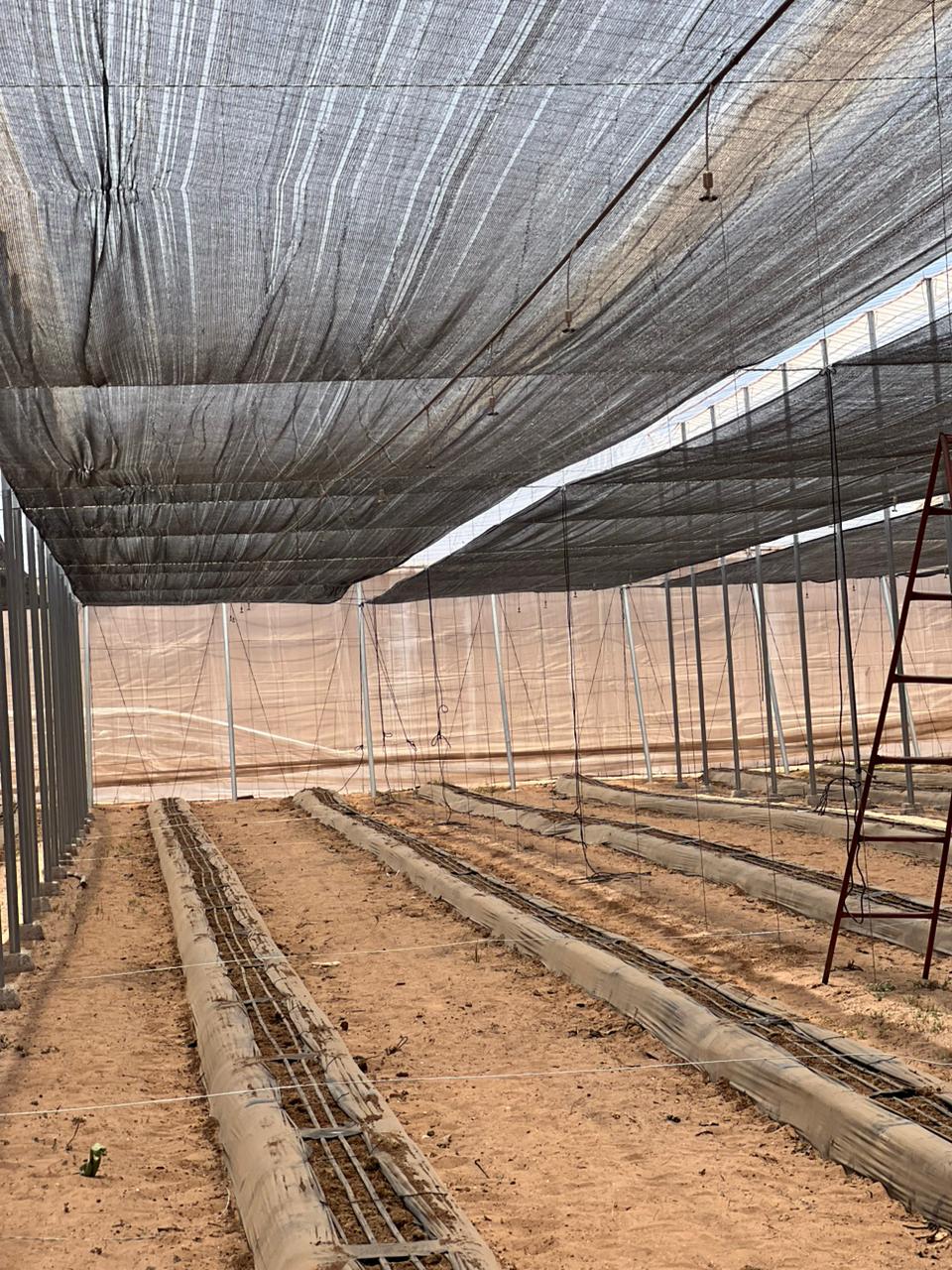 Multi-span greenhouse in El Jadida, Morocco | El Man Ajdir