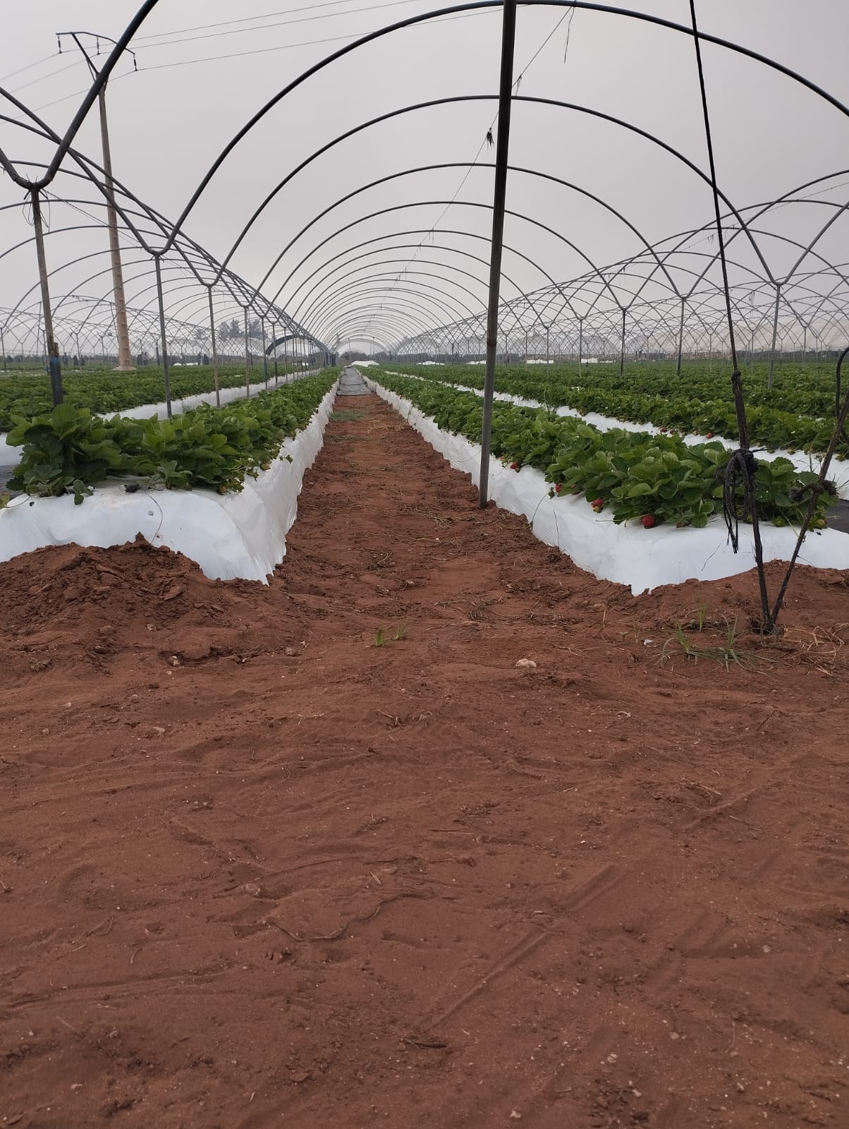 Tunnel greenhouse in Guelmim, Morocco | El Man Ajdir