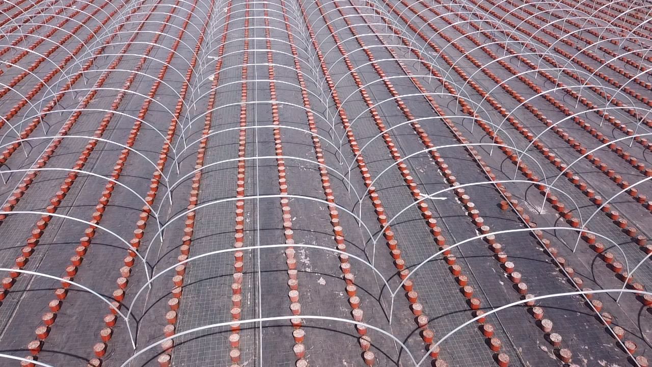 Tunnel greenhouse in Sidi Bouslham, Morocco | El Man Ajdir