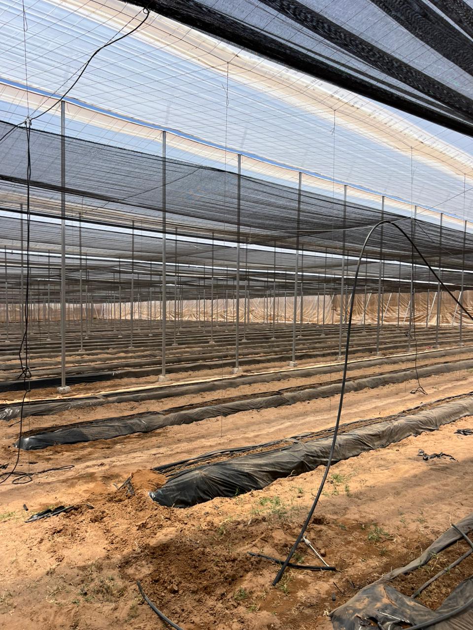 Galvanised multi-span greenhouse structure Agadir, El Man Ajdir